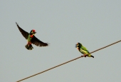 IIP Online Student Photography