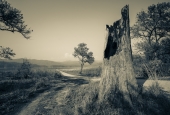 IIP Online Student Photography
