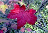 IIP Online Student Photography