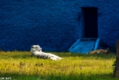 IIP Online Student Photography