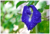 IIP Online Student Photography