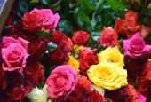 IIP Online Student Photography