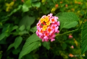 IIP Online Student Photography