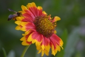 IIP Online Student Photography
