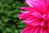 IIP Online Student Photography