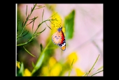 IIP Online Student Photography