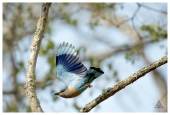 IIP Online Student Photography