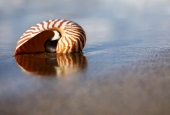 IIP Online Student Photography