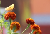 IIP Online Student Photography