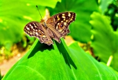 IIP Online Student Photography