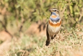 IIP Online Student Photography
