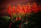 IIP Online Student Photography