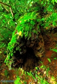IIP Online Student Photography