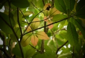 IIP Online Student Photography