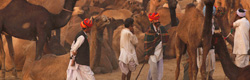 Pushkar Fair